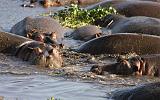 TANZANIA - Ngorongoro Crater - 80